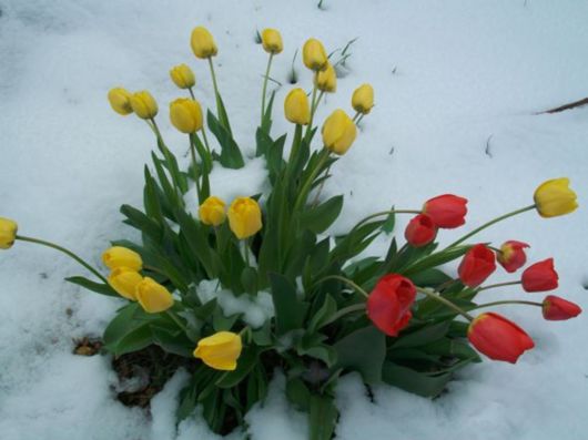 Beautiful Flowers In The Snow