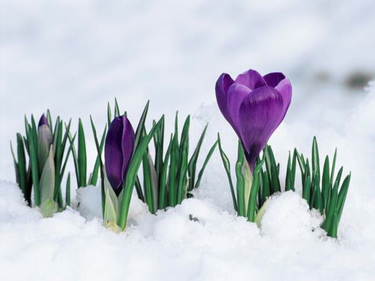 Beautiful Flowers In The Snow