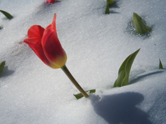 Beautiful Flowers In The Snow