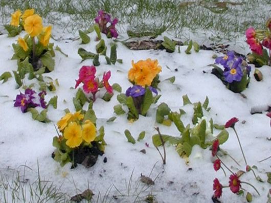 Beautiful Flowers In The Snow