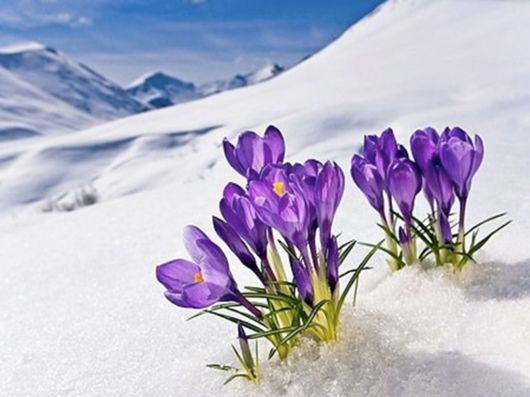 Beautiful Flowers In The Snow