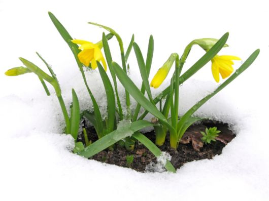 Beautiful Flowers In The Snow