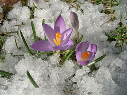 Beautiful Flowers In The Snow