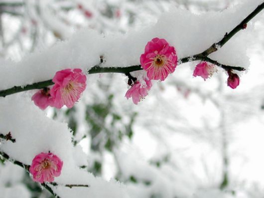 Beautiful Flowers In The Snow