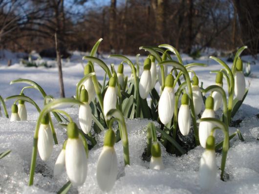 Beautiful Flowers In The Snow