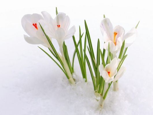 Beautiful Flowers In The Snow