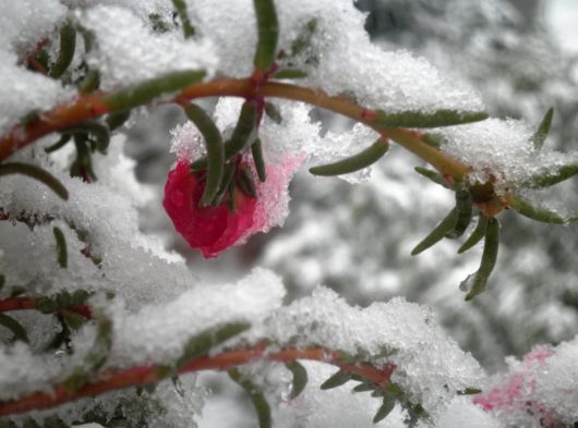 Beautiful Flowers In The Snow