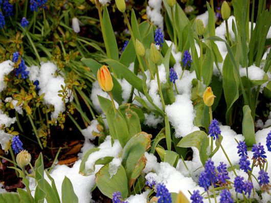 Beautiful Flowers In The Snow