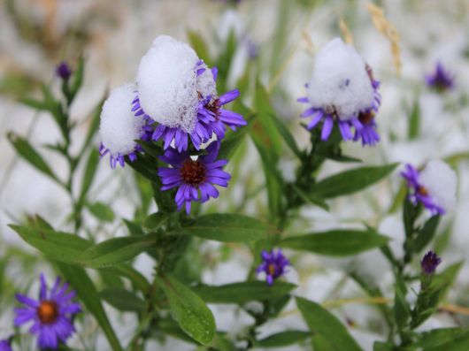Beautiful Flowers In The Snow