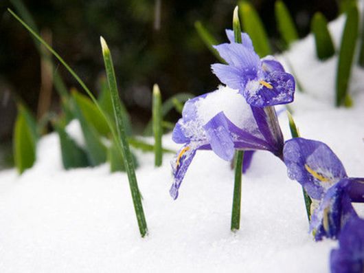 Beautiful Flowers In The Snow