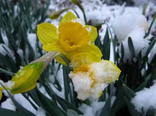 Beautiful Flowers In The Snow