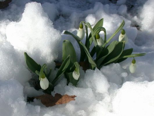 Beautiful Flowers In The Snow