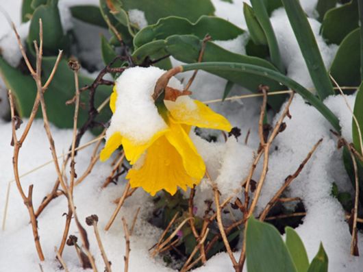 Beautiful Flowers In The Snow