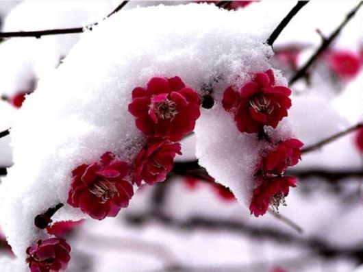 Beautiful Flowers In The Snow