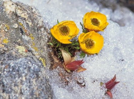 Beautiful Flowers In The Snow