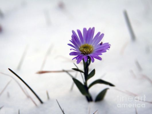 Beautiful Flowers In The Snow