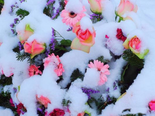 Beautiful Flowers In The Snow