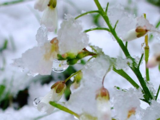 Beautiful Flowers In The Snow