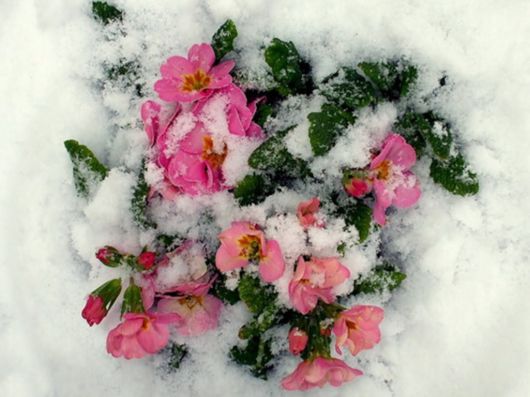 Beautiful Flowers In The Snow