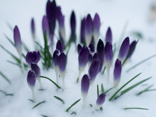 Beautiful Flowers In The Snow