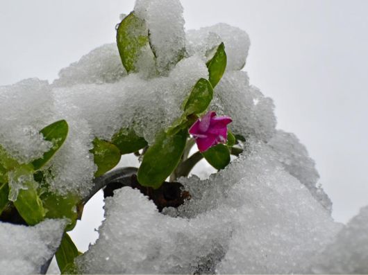 Beautiful Flowers In The Snow