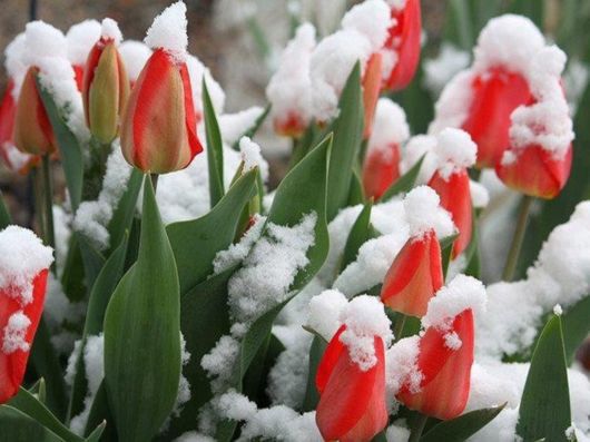Beautiful Flowers In The Snow