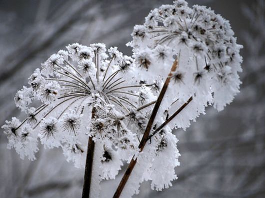 Beautiful Flowers In The Snow