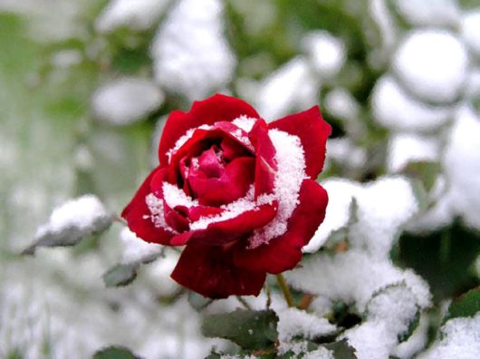 Beautiful Flowers In The Snow