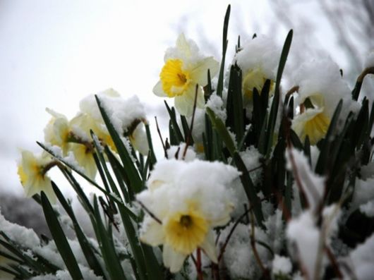 Beautiful Flowers In The Snow