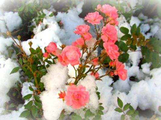 Beautiful Flowers In The Snow