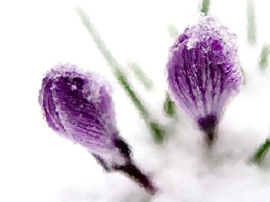 Beautiful Flowers In The Snow
