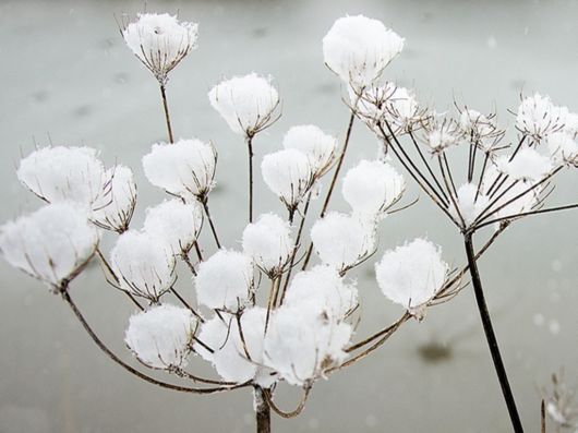 Beautiful Flowers In The Snow