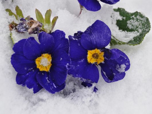 Beautiful Flowers In The Snow