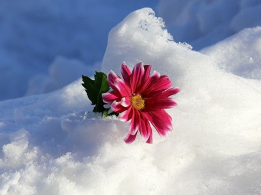 Beautiful Flowers In The Snow