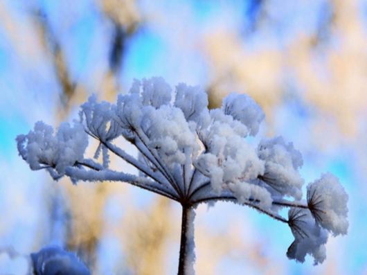 Beautiful Flowers In The Snow