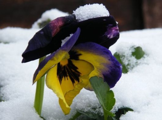 Beautiful Flowers In The Snow