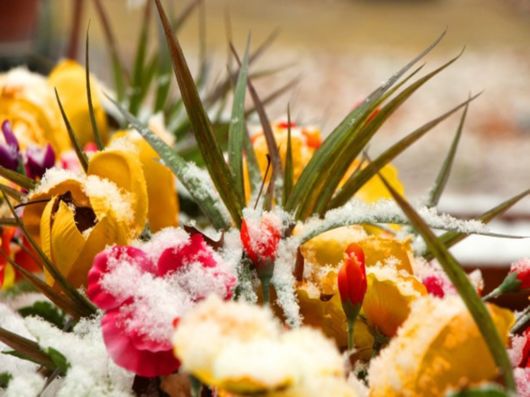 Beautiful Flowers In The Snow