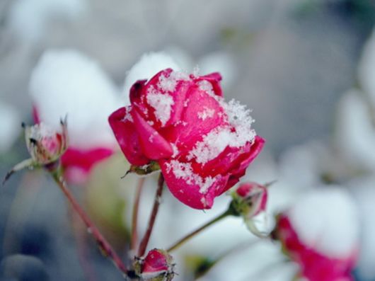 Beautiful Flowers In The Snow