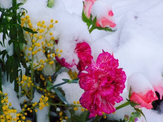 Beautiful Flowers In The Snow