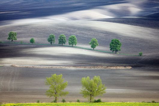The Spectacular Beauty Of Moravian Fields