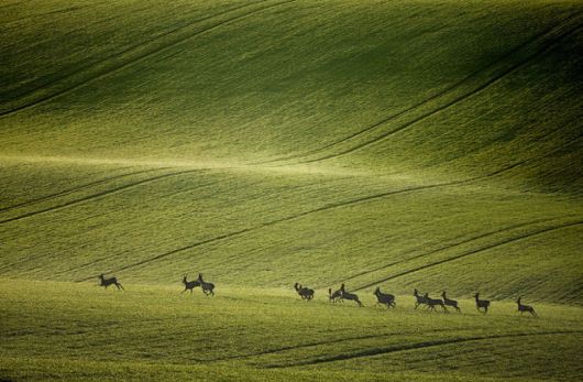 The Spectacular Beauty Of Moravian Fields