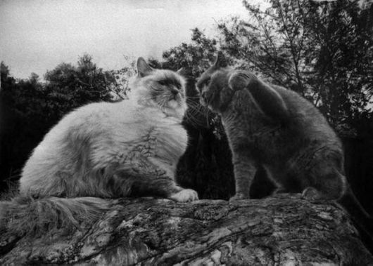 Life Like Pencil Drawings