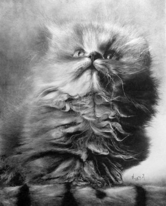 Life Like Pencil Drawings