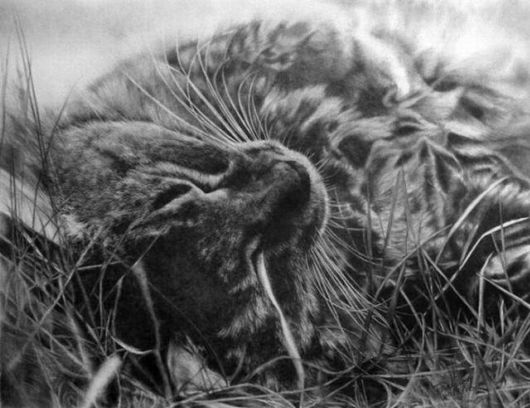 Life Like Pencil Drawings