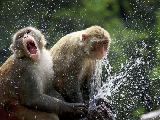 Batu Caves Breathtaking Charmers