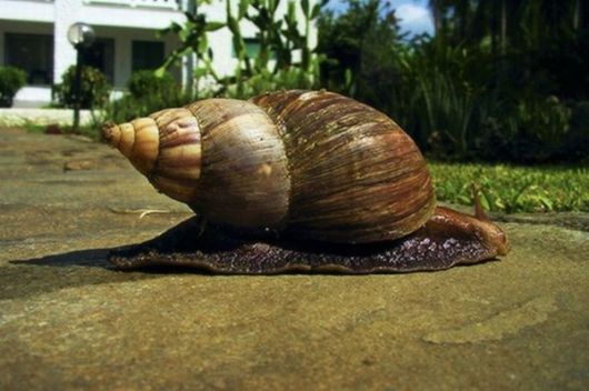 Amazing African Giant Snails