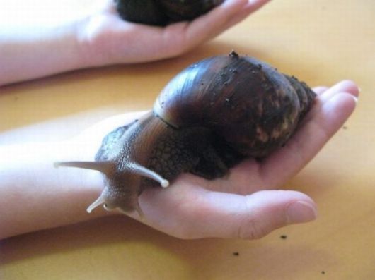 Amazing African Giant Snails