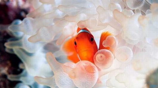 The Cutest Ocean Dwellers