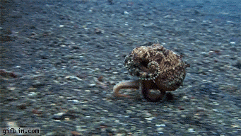 The Cutest Ocean Dwellers