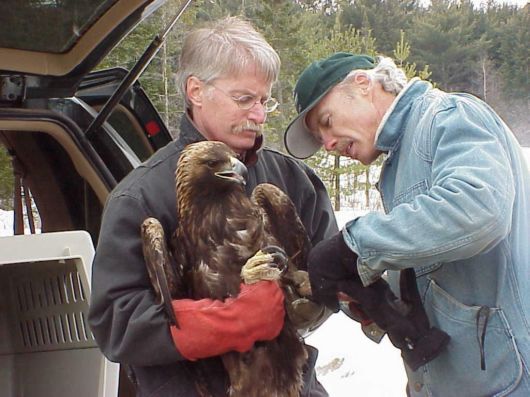 The Golden Eagle Photography